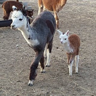 Alpaca For Sale - Rose Grace of Wyoming at SageRidge Mill & Critters